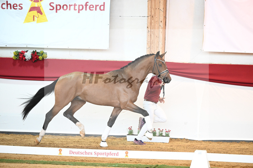 Kat-Nr. 58 Vitalis x Quaterback_Molcan_43230868 | hf-fotografie - Realisiert mit Pictrs.com