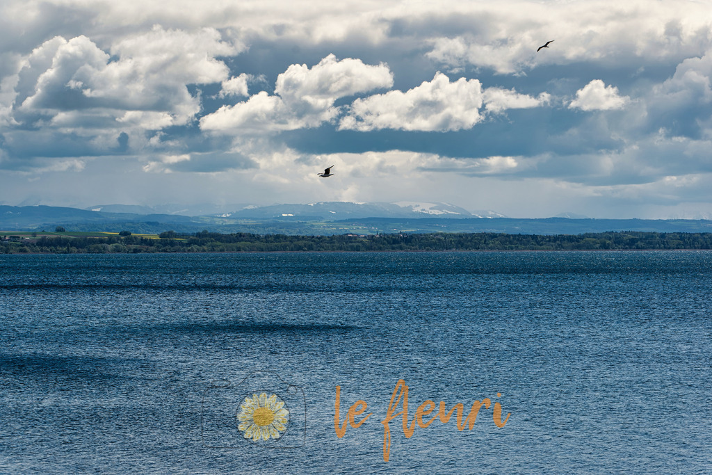 DSC_0063-NEF_DxO_DeepPRIME (1) | Dies ist der Shop von Florian Blum - le fleuri. Langenthal, Bern, SchweizSie können hier meine oder ihre eigenen Fotos als Fotoprodukte kaufen. Tassen, Schlüsselanhänger, Taschen etc. können Sie hier gestalten.  - Realisiert mit Pictrs.com