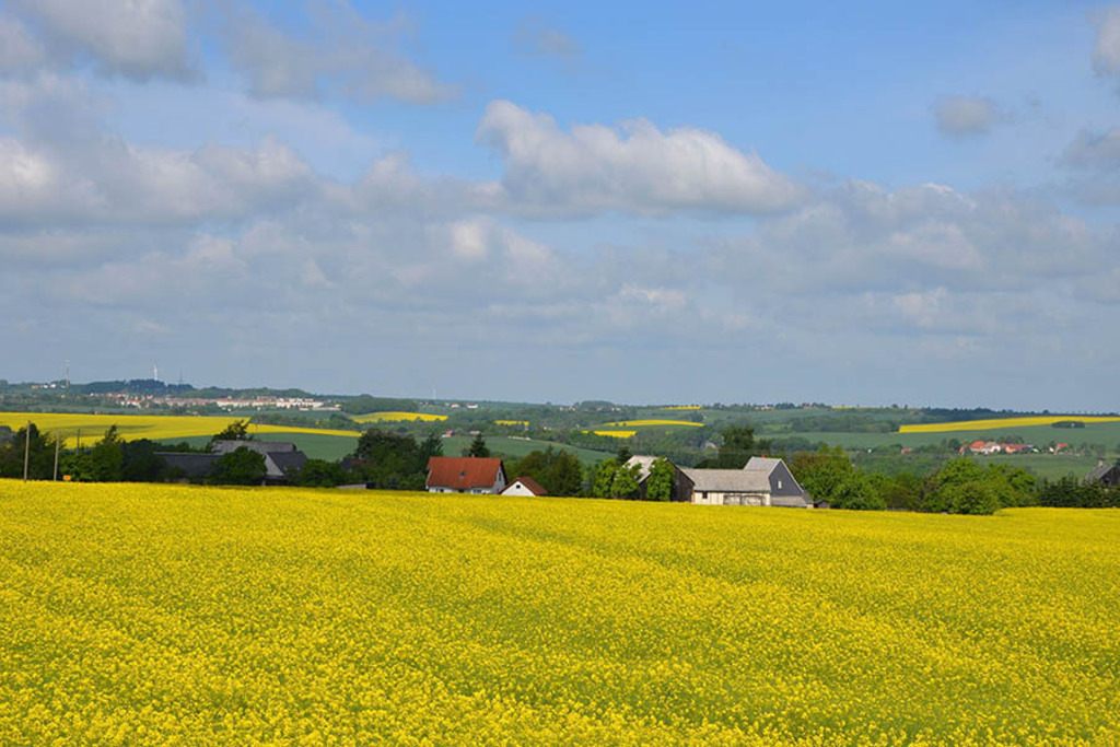 Kriebstein - Landschaft mit Rapsfeldern | Entdecke über 20 Kategorien Leipzig-Motive: Foto-Downloads, hochwertige Poster, Leinwand- & Fine-Art-Prints. Jetzt Lieblingsfoto im Bildlexikon Leipzig Shop bestellen!