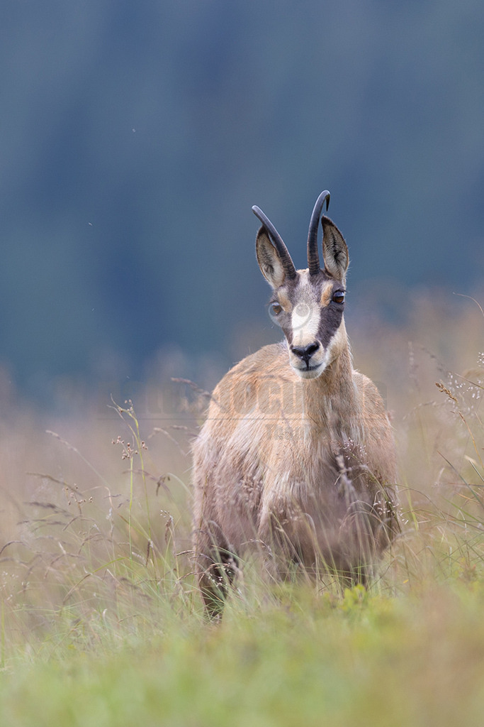 20210724190904 | Die Gemse ( Rupicapra rupicapra ) ist ein Huftier, das dank seiner aussergewöhnlichen Anpassungsfähigkeit den extremen Lebensbedingungen im Gebirge gewachsen ist. Die Gemse vereint auf eindrückliche Art Widerstandskraft, Gewandtheit und Robustheit. Während sie früher in die schwer zugänglichen Gebirgsmassive zurückgedrängt wurde, ist sie heute in Wäldern mittlerer Höhe und gar in tiefen Lagen stark verbreitet. - Realisiert mit Pictrs.com
