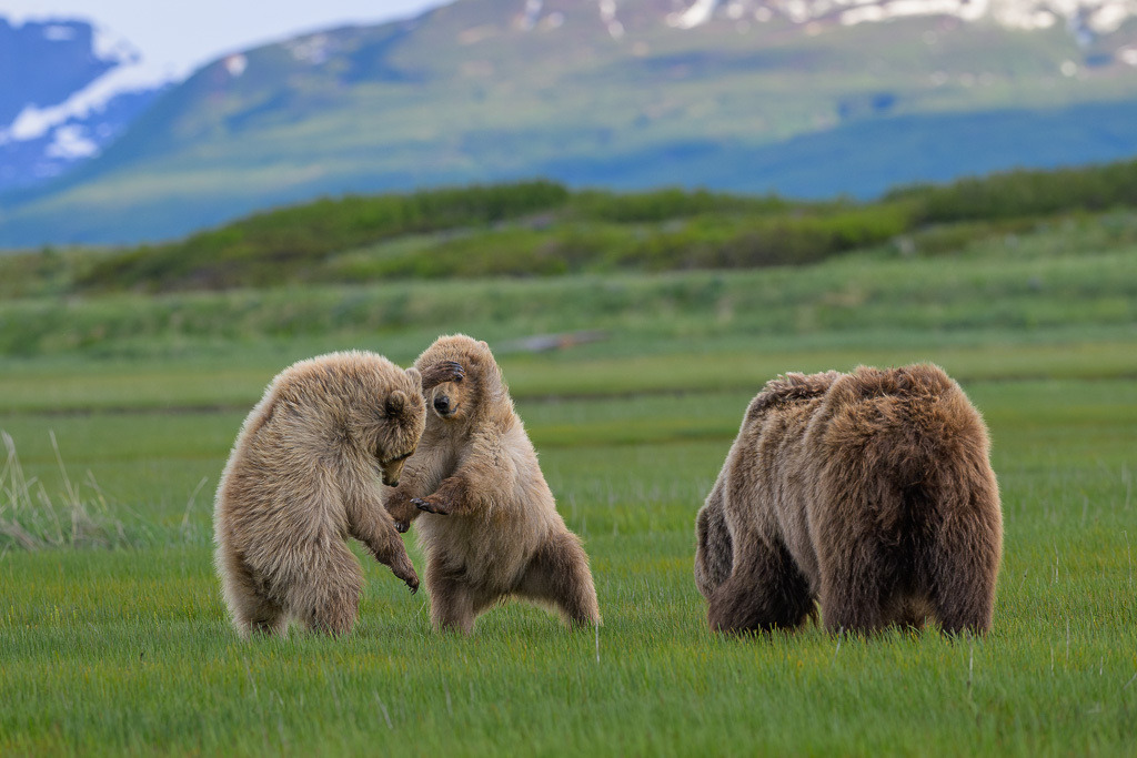 Alaska | Braunbären im Katmai National Park. - Realisiert mit Pictrs.com