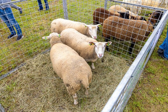 SchaZie Tag | Bildershop von pixelworld.at - Realisiert mit Pictrs.com