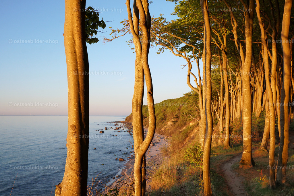 Wald am Meer im Abendlicht | Bäume eines Uferwaldes leuchten im Licht der untergehenden Abendsonne.