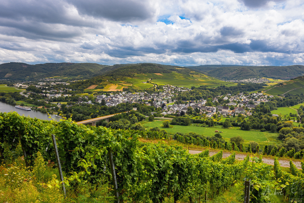 Mülheim an der Mosel | Im Hintergrund Veldenz und Andel