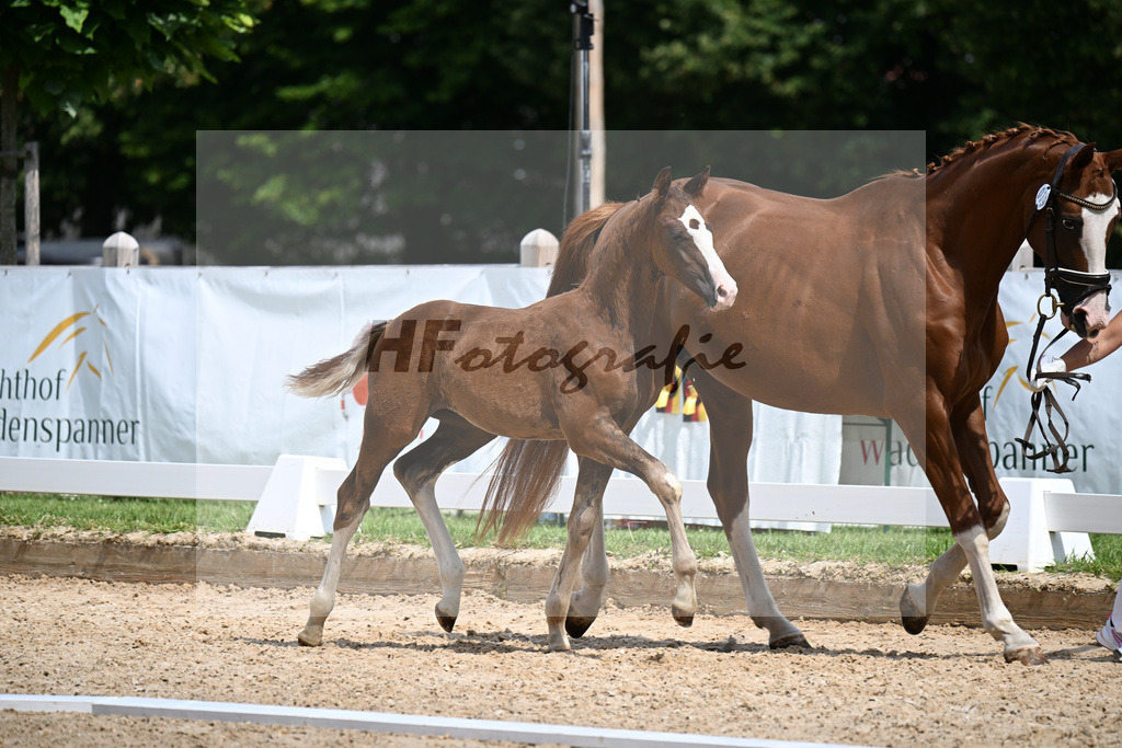 Kat-Nr. 39 Va Bene x Dancier_HF_Goetz_29251113 | hf-fotografie - Realizzato con Pictrs.com