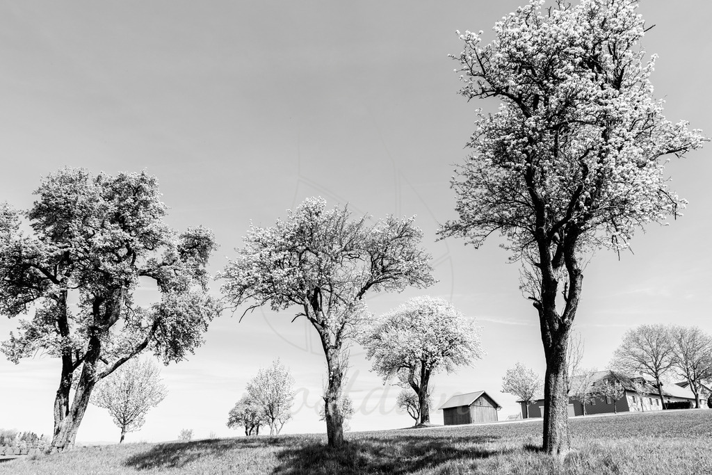 Mostviertel Schwarz Weiß | Ihre Fotografin im Lungau, ihre Fotografin im Mostviertel, Wandbilder Onlineshop, Imagefotos für Ihr Unternehmen,  - Realisiert mit Pictrs.com