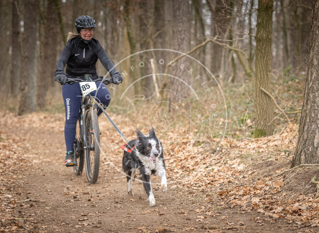 Pfotenfotografie_DV3A6263 | Hundefotografie, Tierfotograf, Pfotenfotografie, Fotoshooting Hund, Hunde Portrait, Hundesport, Hundeportraits, Heideshooting, Hunde, Sportfotograf, Hundefotograf, Turnierhundsport, THS,  - Realisiert mit Pictrs.com
