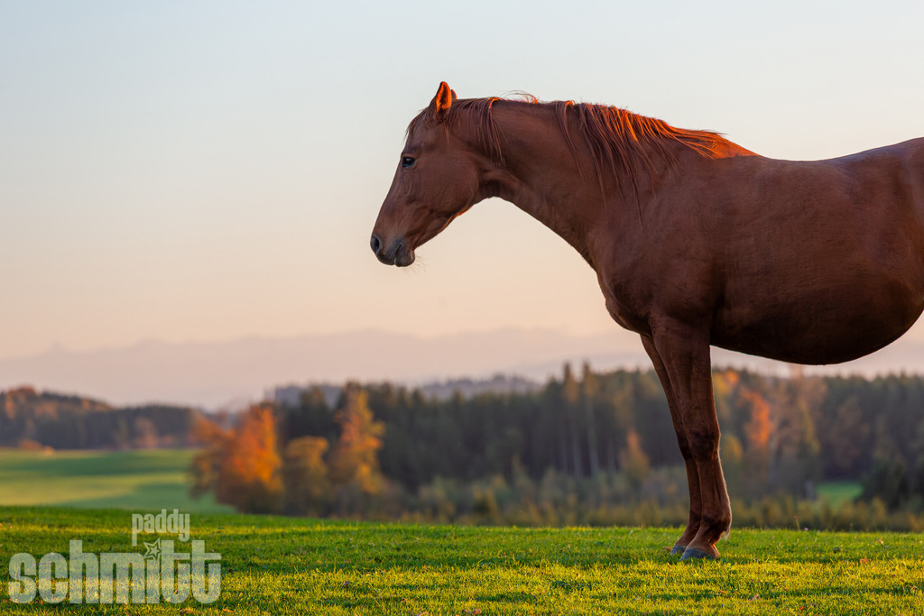PS-Tiere-2026-30 | Entdecke die größte Bildgalerie der Region mit Fotografien aus dem Allgäu, der Bodenseeregion, Oberschwaben, dem Donautal und der Schwäbischen Alb. Landschaften, Luftaufnahmen und Reisefotografie als Wandbild und Fotokunst. - Realisiert mit Pictrs.com