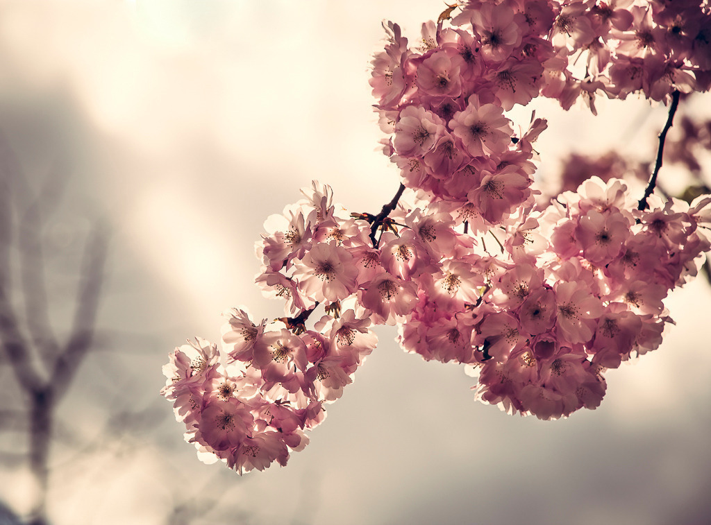 Zarte Blüte – Frühling im Licht | Rosa Kirschblüten leuchten im Gegenlicht vor hellem Himmel. Dieses Bild zeigt die Leichtigkeit des Frühlings und bringt eine ruhige, freundliche Stimmung in jeden Raum – ideal für Blumenliebhaber und Frühlingsfans. - Realisiert mit Pictrs.com