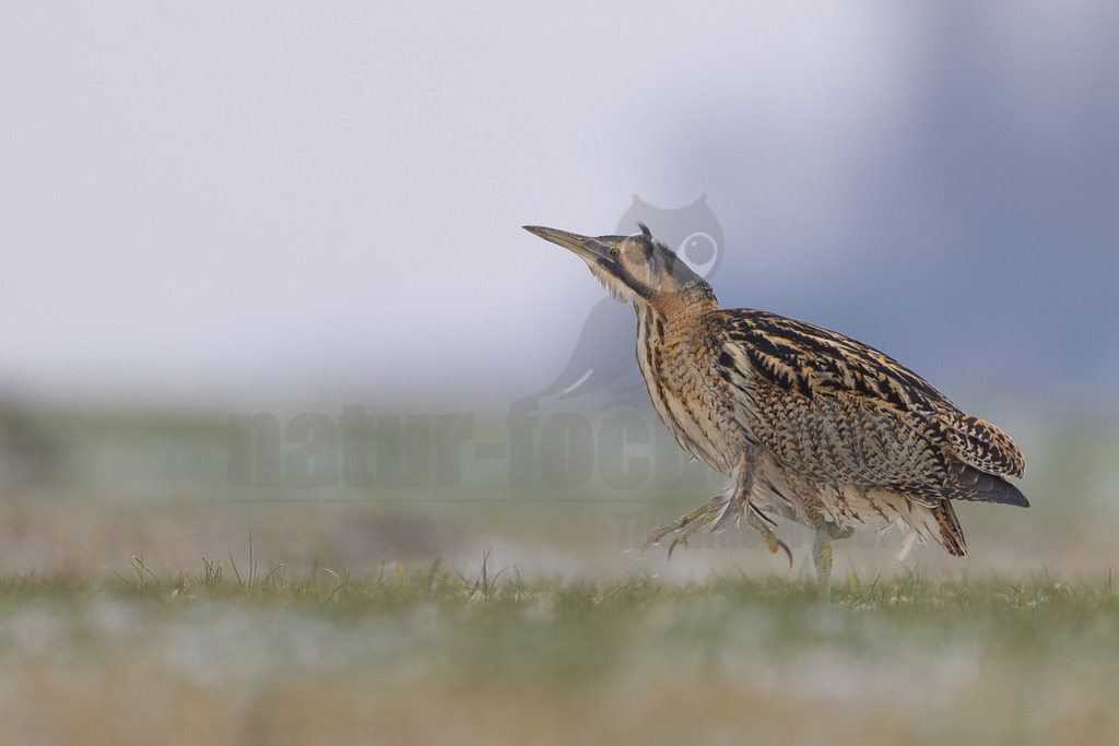 R5M23645_20260111 | Der Bildershop von www.natur-focus.de bietet ihnen den einfachen Kauf von Bildmaterial per Download aus allen Bereichen der Natur. In den Galerien finden sie Landschaftsfotos, Tierbilder und natürlich auf Pflanzenfotos. - Realisiert mit Pictrs.com