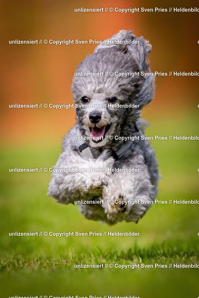 Sven Pries | 2024-09-22 - Hunderennen Baden-BadenPudelverein - Realisiert mit Pictrs.com