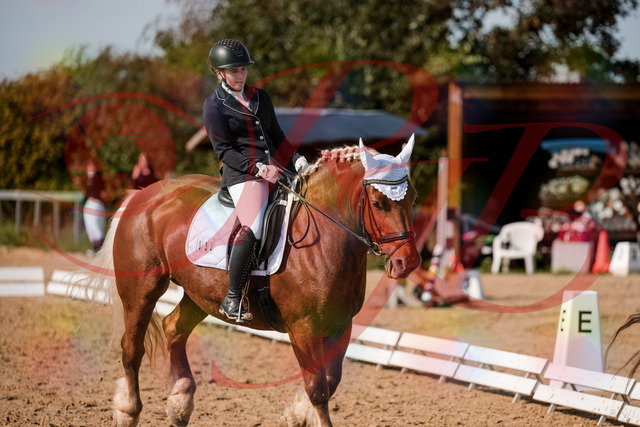 2026_10_03_Siefer-Hof_130442_Z63_67718971 | Professionelle Reitsport-, Turnier- und Eventfotografie von Robert Broda. Galerien mit ausgewählten und bearbeiteten Bildern direkt online ansehen und bestellen.