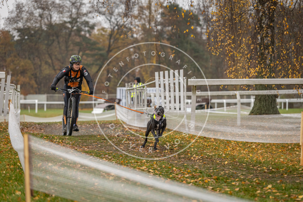 CaniXpix_DV3A8286 | Hundefotografie, Tierfotograf, Pfotenfotografie, Fotoshooting Hund, Hunde Portrait, Hundesport, Hundeportraits, Heideshooting, Hunde, Sportfotograf, Hundefotograf, Turnierhundsport, THS,  - Realisiert mit Pictrs.com