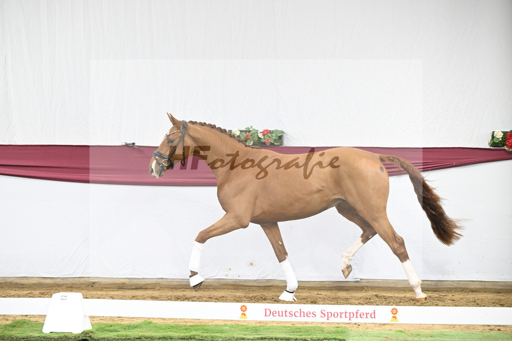 Kat-Nr. 27 Escaneno x Diamond Hit_Schulze Averdiek Sportpferde und Aufzucht GbR_47250887 | hf-fotografie - Realisiert mit Pictrs.com