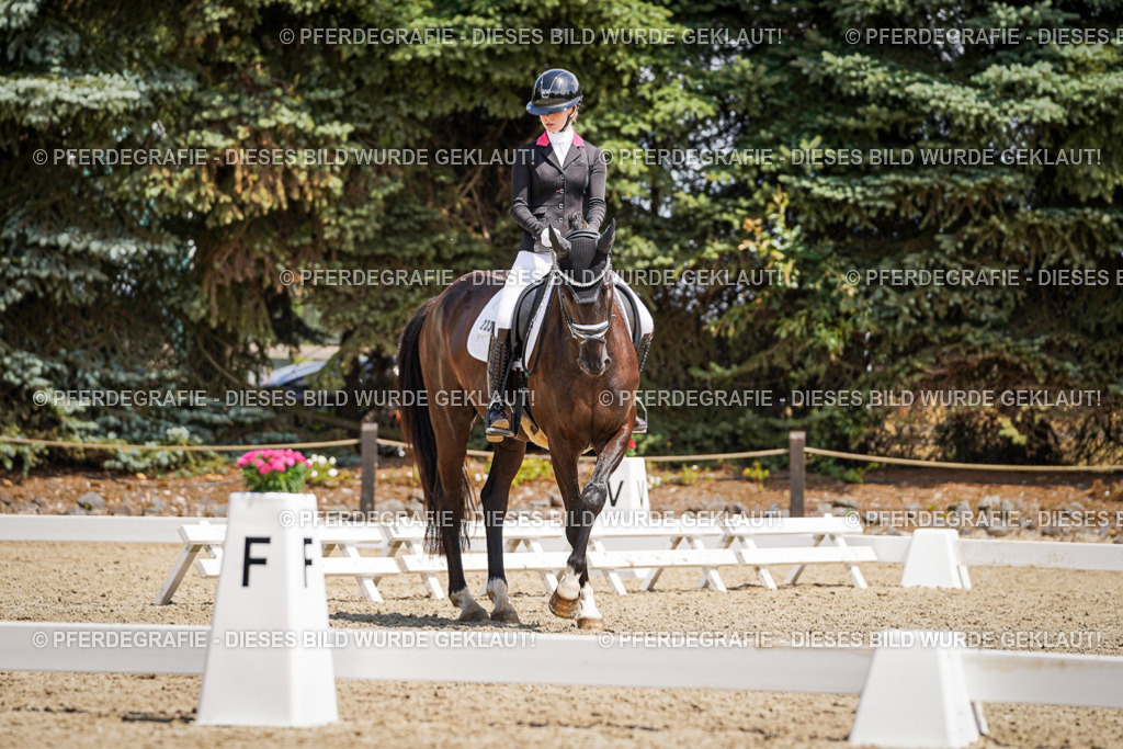 DSC01616 | Pferdegrafie