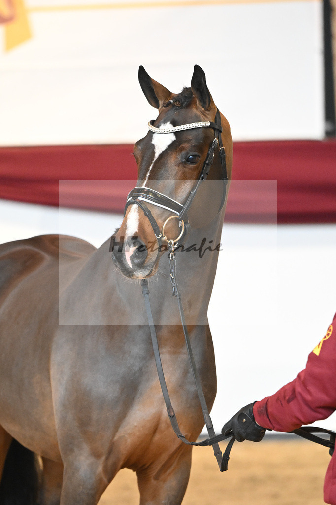 Kat-Nr. 61 v. Goldberg_Reglauer_66222008 | hf-fotografie - Realizzato con Pictrs.com