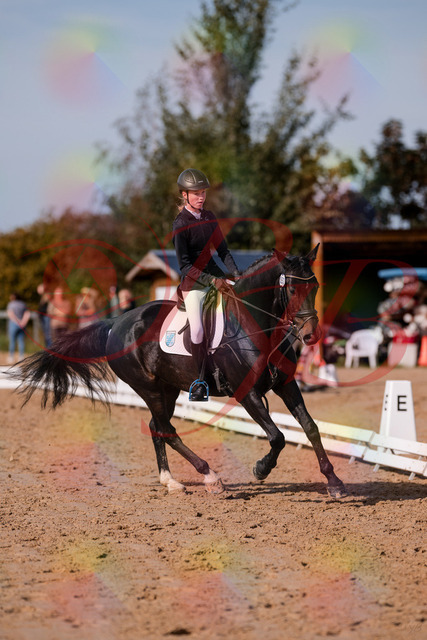 2026_10_03_Siefer-Hof_115748_Z81_98782020 | Professionelle Reitsport-, Turnier- und Eventfotografie von Robert Broda. Galerien mit ausgewählten und bearbeiteten Bildern direkt online ansehen und bestellen.