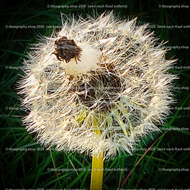 20241103_144626-b | Fotokunstarbeit aus der INSTAGRAM-Gallerie auf titusgraphy.eu - Realisiert mit Pictrs.com