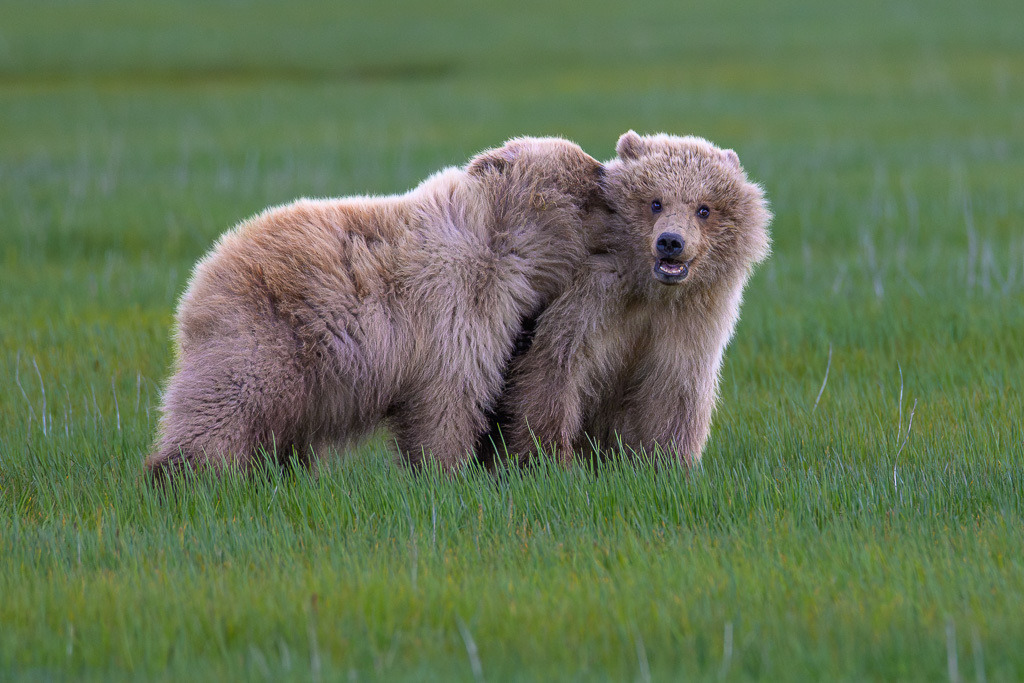 Alaska | Flug von Homer zu den Bärengebieten in Lake Clark NP und Katmai NP.  Schauplatz hier: Katmai. - Realisiert mit Pictrs.com