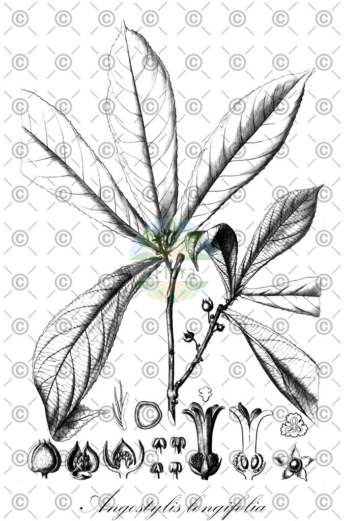 HistAbb_wfo-0000974654_1_ENZY_Simple | Historische Abbildung von Angostylis longifolia - Euphorbiaceae | Historical Illustration of Angostylis longifolia - Euphorbiaceae