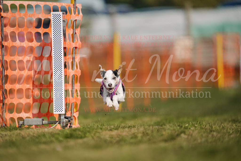 20250928_Hunderennen-519 | MuT (Mensch und Tier) mit Mona - Fotografie und Tierkommunikation - Realisiert mit Pictrs.com
