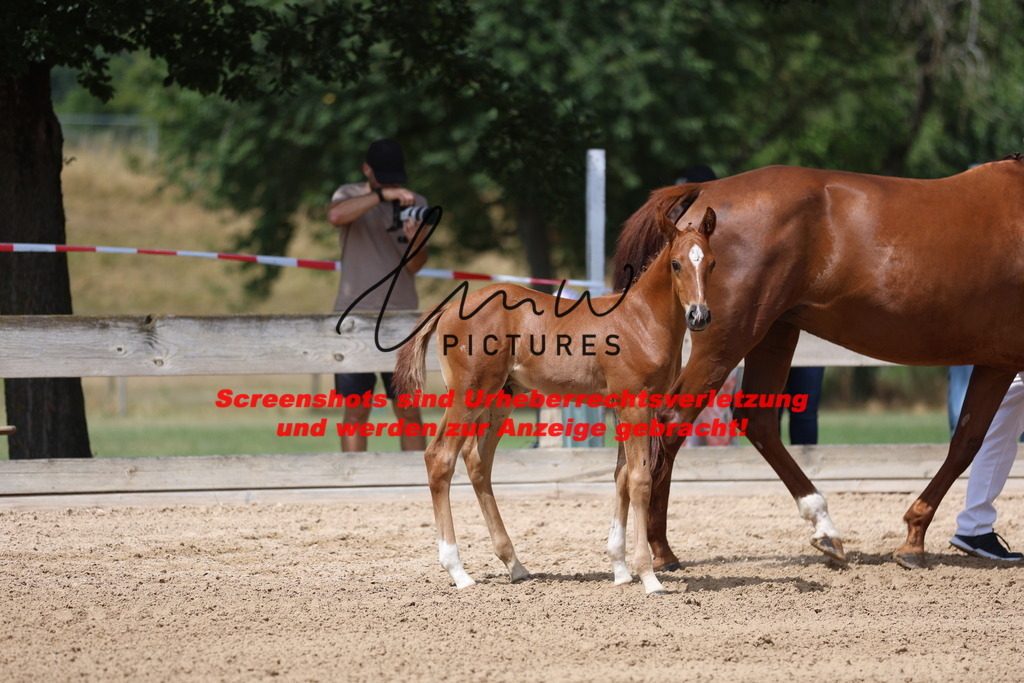 Fohlenschau_Schwäbisch_Hall_dressurbetonte_Fohlen_KN 18_10 | lmwpictures - Realisiert mit Pictrs.com