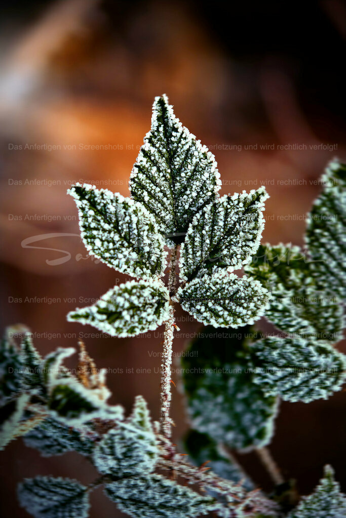 Wandbild Gefrorenes Brombeerblatt | People- und Tierfotografie, Imageaufnahmen, Veranstaltungsfotografie und Wandbilder aus der Natur ★ Made in Germany ✔️ Druck + Downloads ✔️ Naturfotografie in Top Qualität ★ schneller Versand, weltweite Lieferung! - Realisiert mit Pictrs.com