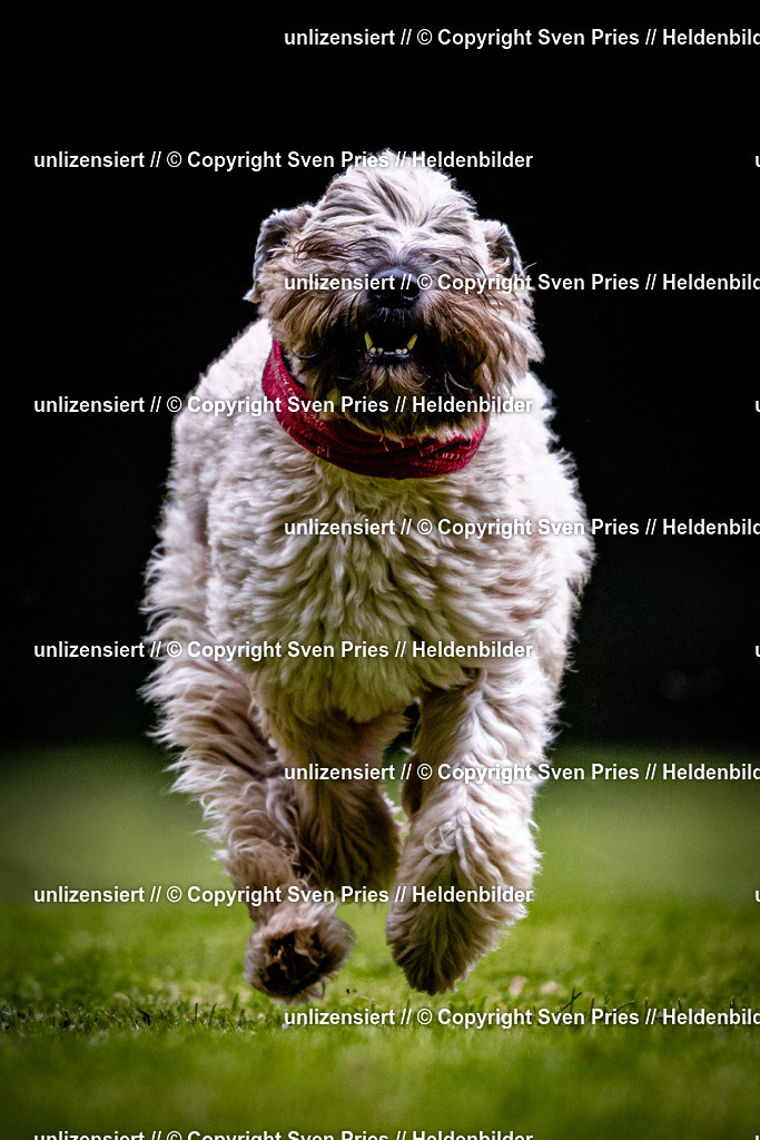 Sven Pries | 2025-10-03 - Hunderennen Obergrombach - Realisiert mit Pictrs.com