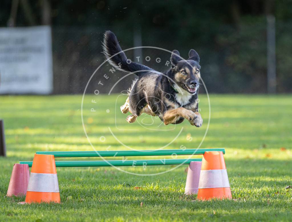 Pfotenfotografie.de_DV3A3585 | Hundefotografie, Tierfotograf, Pfotenfotografie, Fotoshooting Hund, Hunde Portrait, Hundesport, Hundeportraits, Heideshooting, Hunde, Sportfotograf, Hundefotograf, Turnierhundsport, THS, canicross - Realisiert mit Pictrs.com
