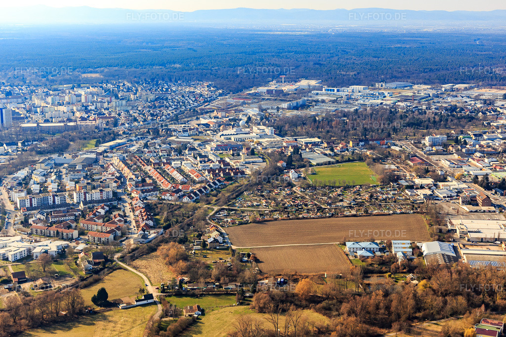 Luftbild: Speyer West, Kuhweide in Speyer im Bundesland Rheinland-Pfalz in Deutschland. Foto: IMG_125949.jpg vom 07.03.2021 durch Werner Riehm/FLY-FOTO.de