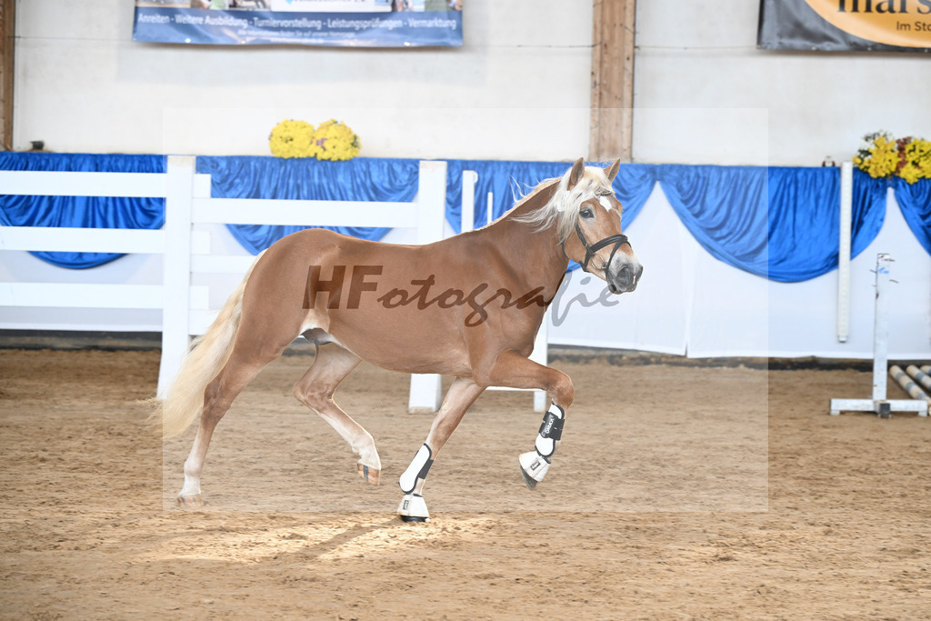 Kat-Nr. 8 Angelo Mio v. Amore Mio_Brielmeier_48250213 | hf-fotografie - Realisiert mit Pictrs.com