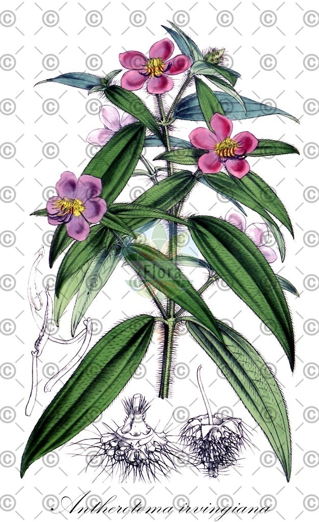 HistAbb_wfo-0000538440_1_ENZY_Simple | Historische Abbildung von Antherotoma irvingiana - Melastomataceae | Historical Illustration of Antherotoma irvingiana - Melastomataceae