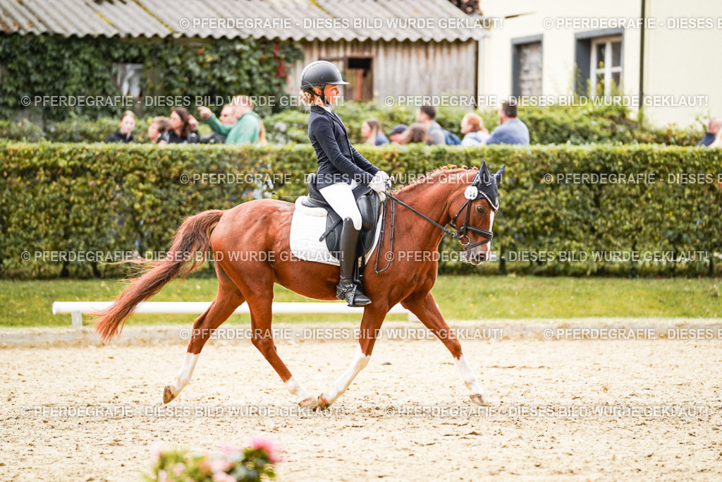 DSC00558 | Pferdegrafie