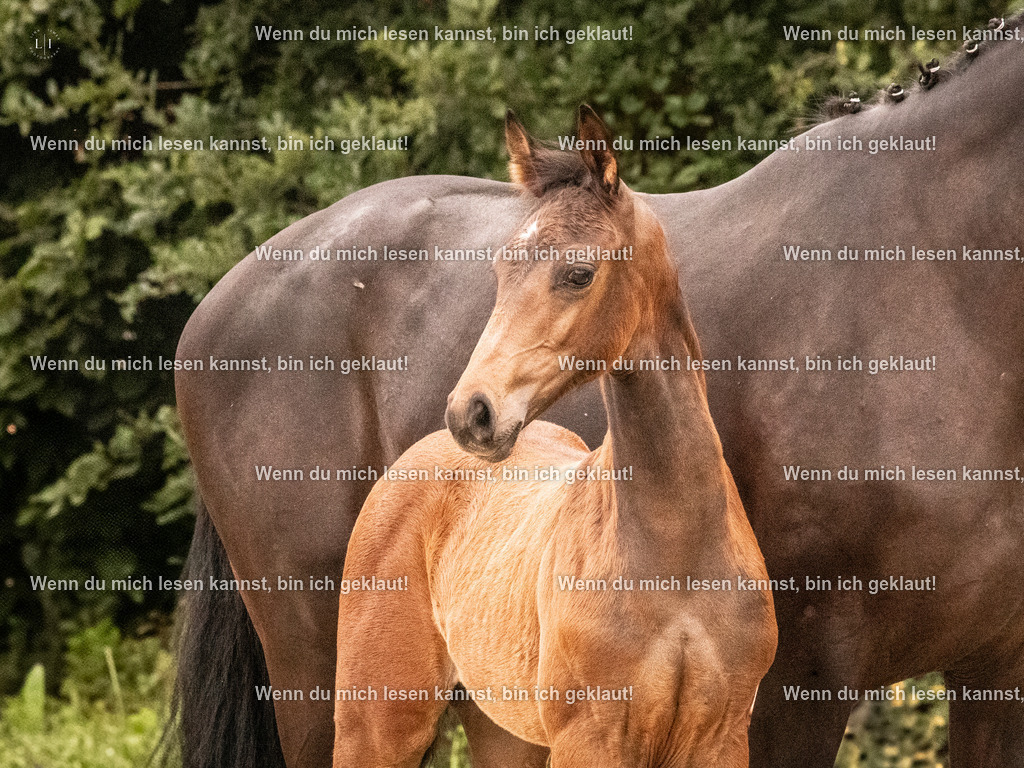 A10I1583 | photographylinaismer - Realisiert mit Pictrs.com