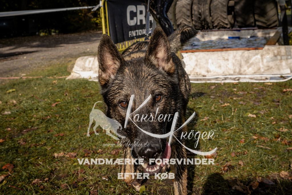1306_ZZ91972 | kk-dogfotos