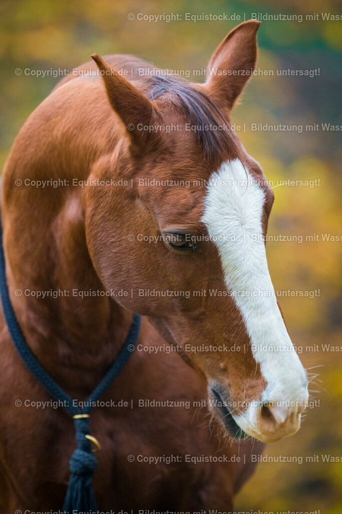 20151013_TOMsPiC_0293 | equistock