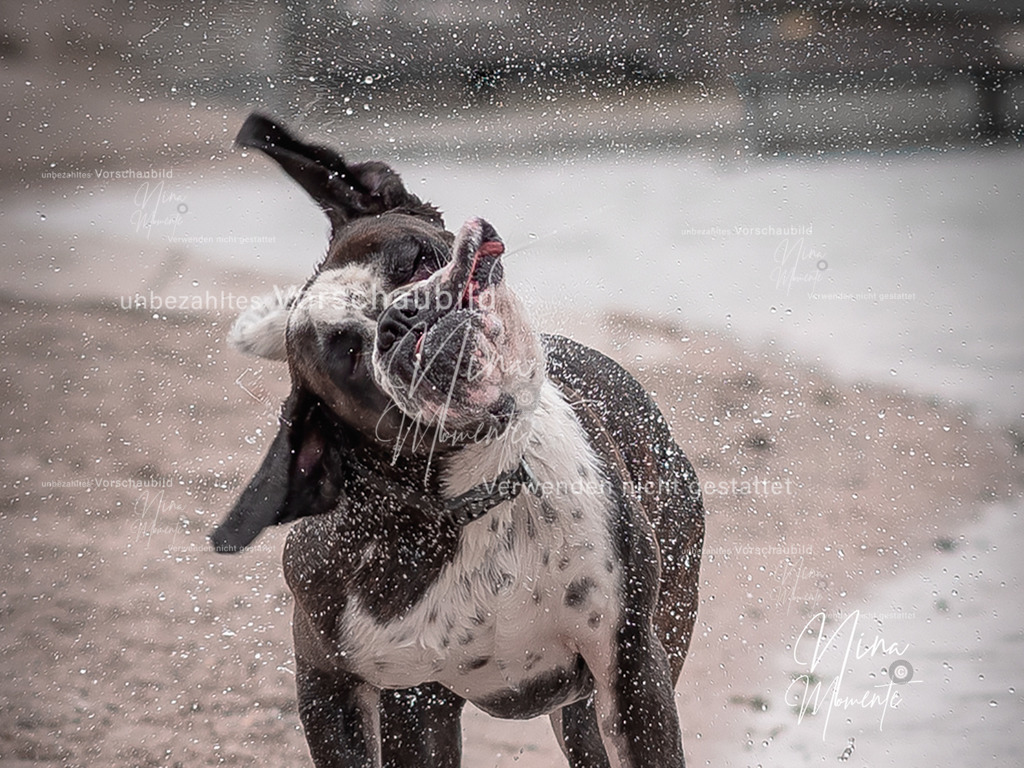 _16A7394-1_ausschnitt | Einzigartige Fotos von Hunden & Menschen –Actionfotos, Portraits, Vereinsaufnahmen & Paarshootings – authentisch, lebendig & mit Herz.