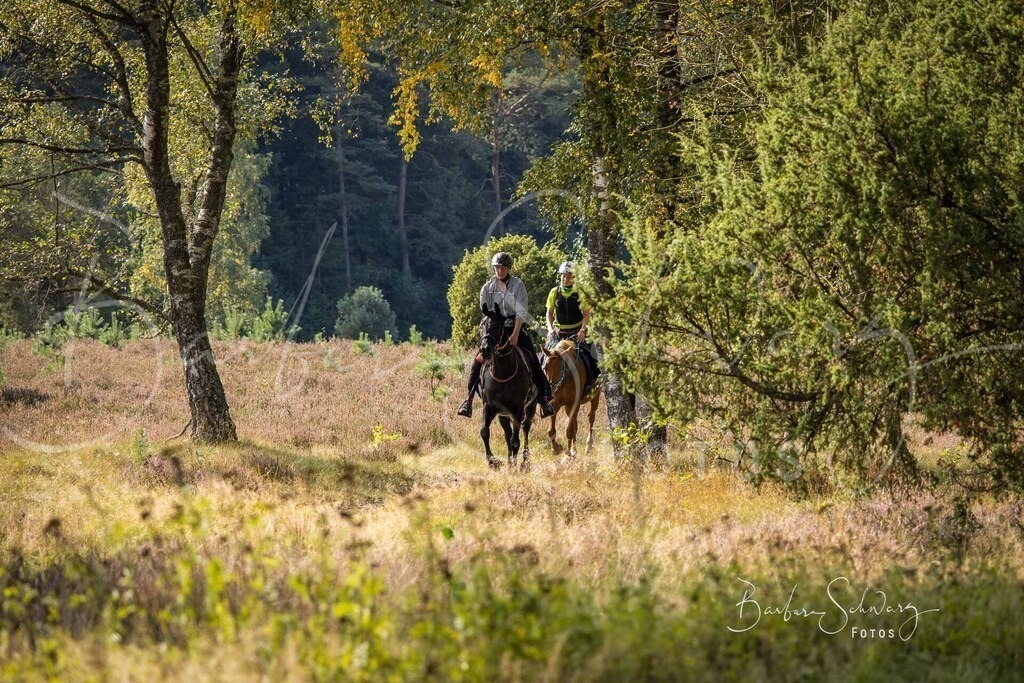 DdLH-WehlenerHeide_2025-09-20_90 | Fotografie, Veranstaltungs-Fotografie, Pferde-Fotografie, Landschafts-Fotografie, Reise-Fotografie - Realisiert mit Pictrs.com