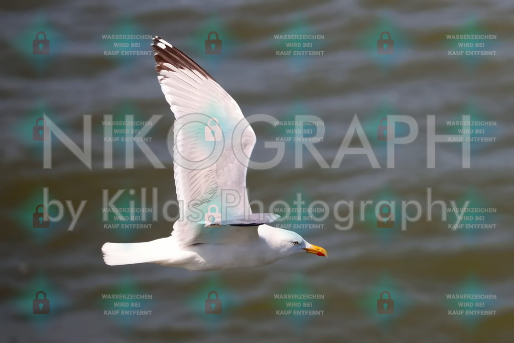 Möwe | Eine Möwe fliegt über der Nordsee.