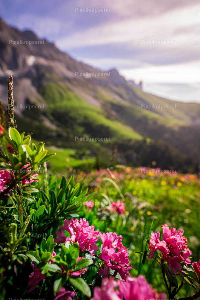 Rotmoosalm | Fotograf Tirol Imst Pixelknipserei - Realisiert mit Pictrs.com