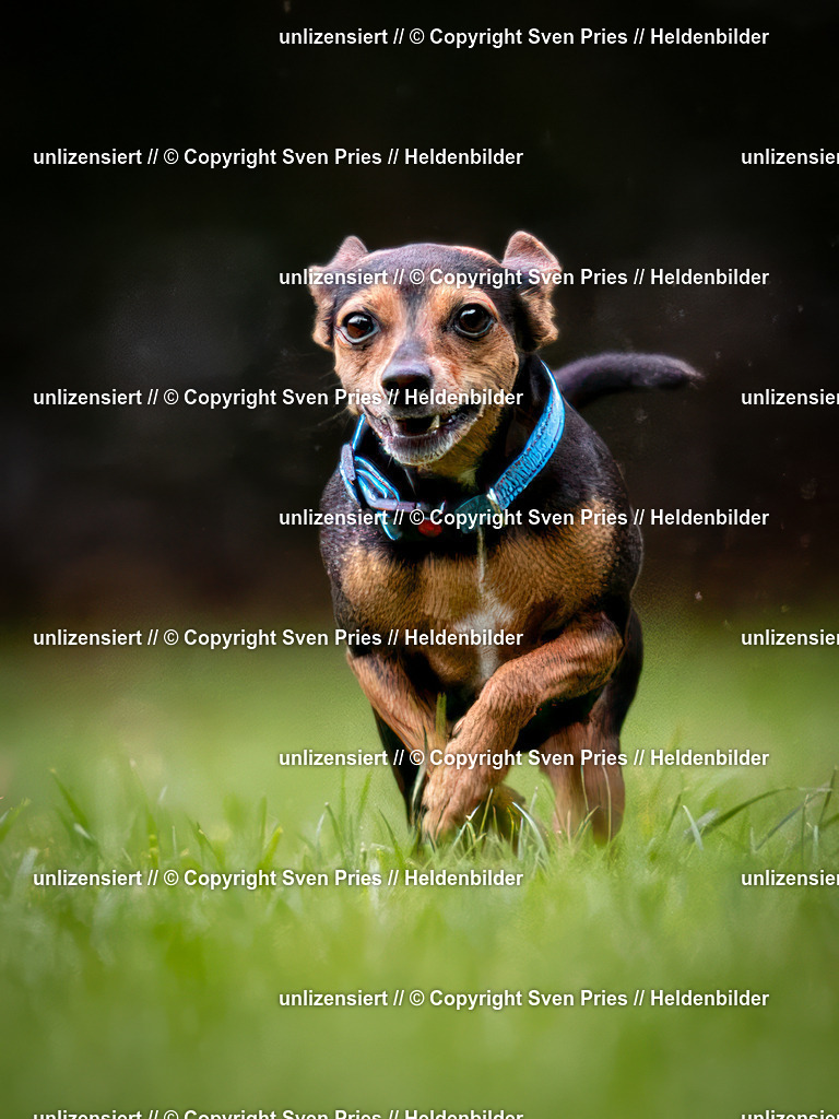 Sven Pries | 2024-10-19 - Hunderennen Ober-Grombach - Realisiert mit Pictrs.com