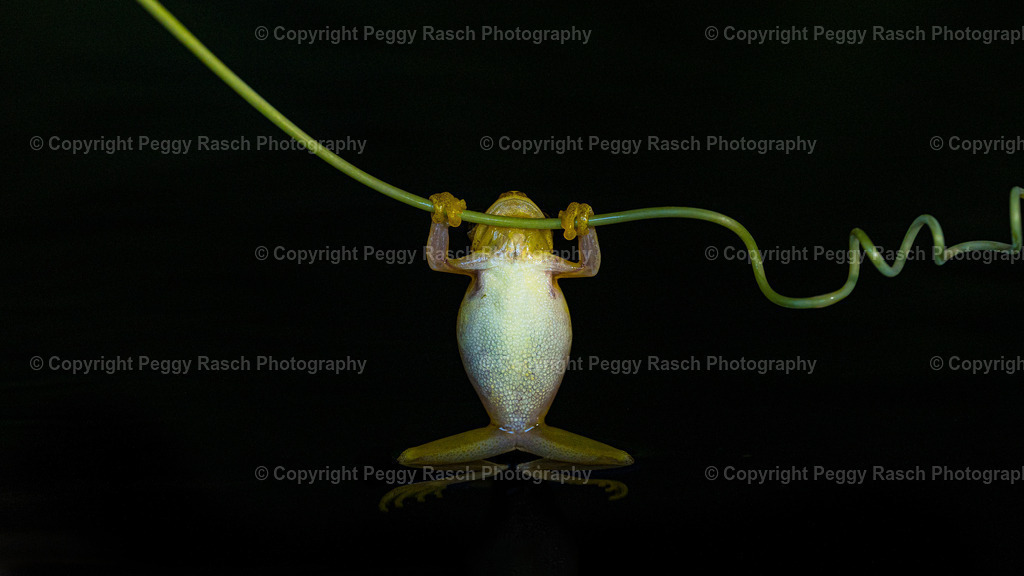 Frösche_Observatory_Lodge_groß (60 von 62) | PeggyRaschPhotography - Realisiert mit Pictrs.com