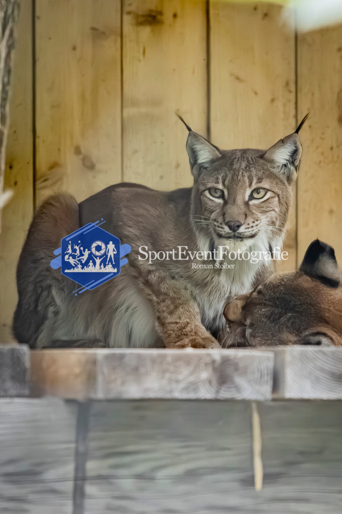 IMG_3810 | SportEventFotografie - Roman Stoiber