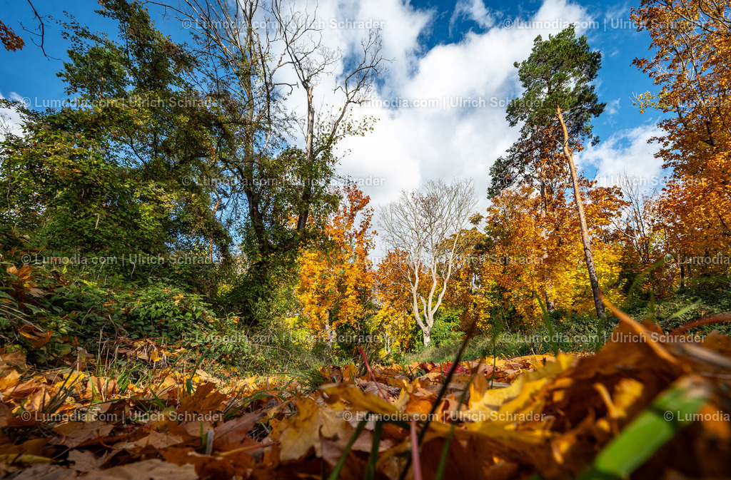 10049-13731 - Herbststimmung in den Spiegelsbergen | Stockfoto und Bilderpool mit Bildmaterial aus Deutschland, dem Harz, Halberstadt, Quedlinburg, Wernigerode und weltweit. Qualitativ hochwertige und professionelle Fotos anschauen und kaufen. - Realisiert mit Pictrs.com