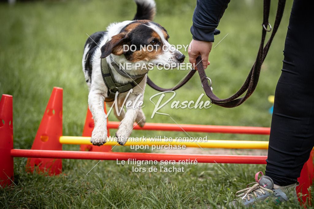 nelerasche_So-earlydog_09 | nelerasche