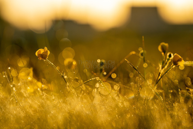 20220416-081230 | Willkommen in meinem Online-Bildershop! Bestellen Sie sich unkompliziert meine schönsten Landschaftsbilder in vielen verschiedenen Ausführungen. Viel Spaß beim Stöbern! - Realisiert mit Pictrs.com