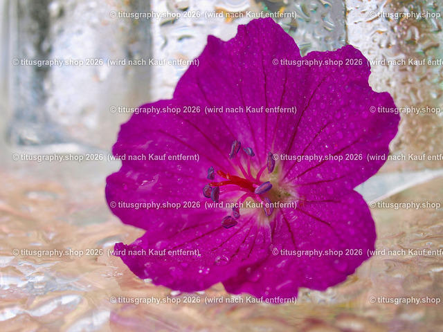 titusgraphy_P6277589-vz-ln | titusgraphy-shop: Geschenkideen mit Qualitätsfotos. titusgraphy-shop: gift ideas with quality photos. titusgraphy-shop: idées cadeaux avec photos de qualité.  - Realisiert mit Pictrs.com