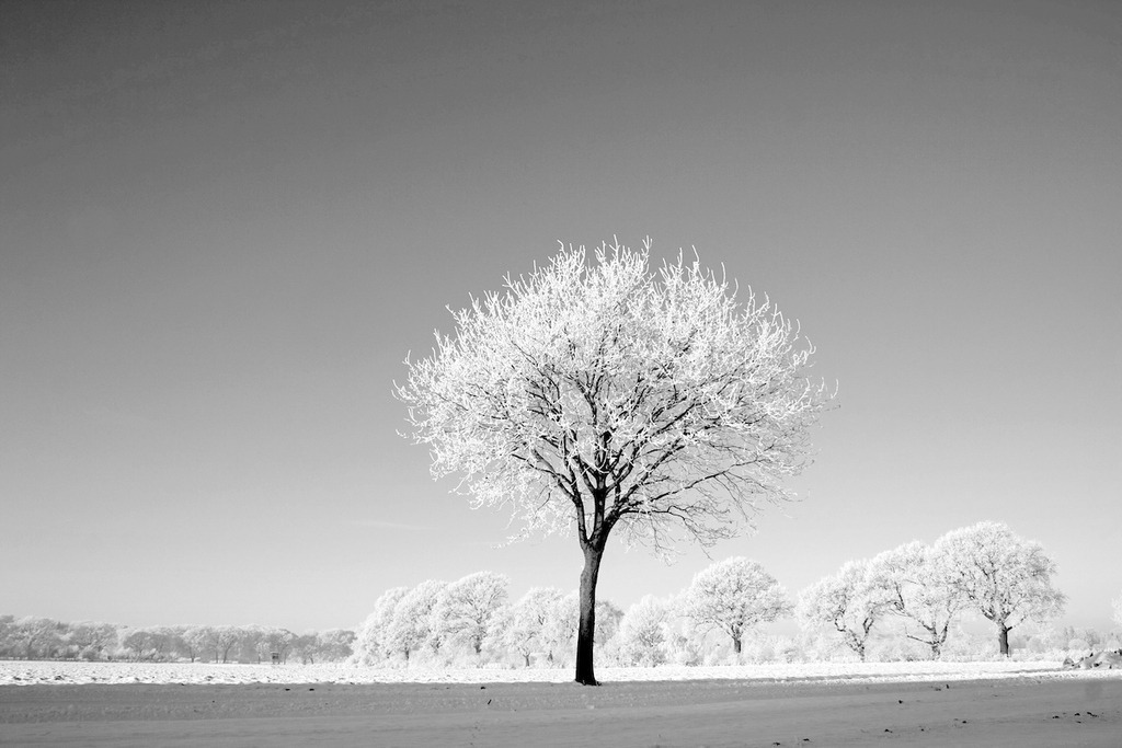 090109-131 | Europa, DEU, Deutschland, Nordrhein Westfalen, NRW, Rheinland, Niederrhein, Krefeld, Winter, Landschaft am Huelser Berg, Morgens, Schnee, Frost, Baeume, An den Baeumen kondensierte Eiskristalle nach naechtlichem Eisnebel, Kategorien und Themen, Natur, Umwelt, Landschaft, Jahreszeiten, Stimmungen, Landschaftsfotografie, Landschaften, Landschaftsphoto, Landschaftsphotographie, Wetter, Wetterelemente, Wetterlage, Wetterkunde, Witterung, Witterungsbedingungen, Wettererscheinungen, Meteorologie, Wettervorhersage

[Fuer die Nutzung gelten die jeweils gueltigen Allgemeinen Liefer-und Geschaeftsbedingungen. Nutzung nur gegen Verwendungsmeldung und Nachweis. Download der AGB unter http://www.image-box.com oder werden auf Anfrage zugesendet. Freigabe ist vorher erforderlich. Jede Nutzung des Fotos ist honorarpflichtig gemaess derzeit gueltiger MFM Liste - Kontakt, Uwe Schmid-Fotografie, Duisburg, Tel. (+49).2065.677997, 
archiv@image-box.com, www.image-box.com] - Realisiert mit Pictrs.com