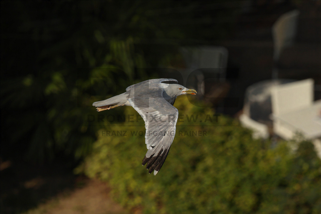 Yellow-legged Gull (Larus michahellis) | Yellow-legged Gull (Larus michahellis), a large gull species commonly found along Mediterranean coasts, rocky shorelines, harbours and coastal areas. - Realisiert mit Pictrs.com