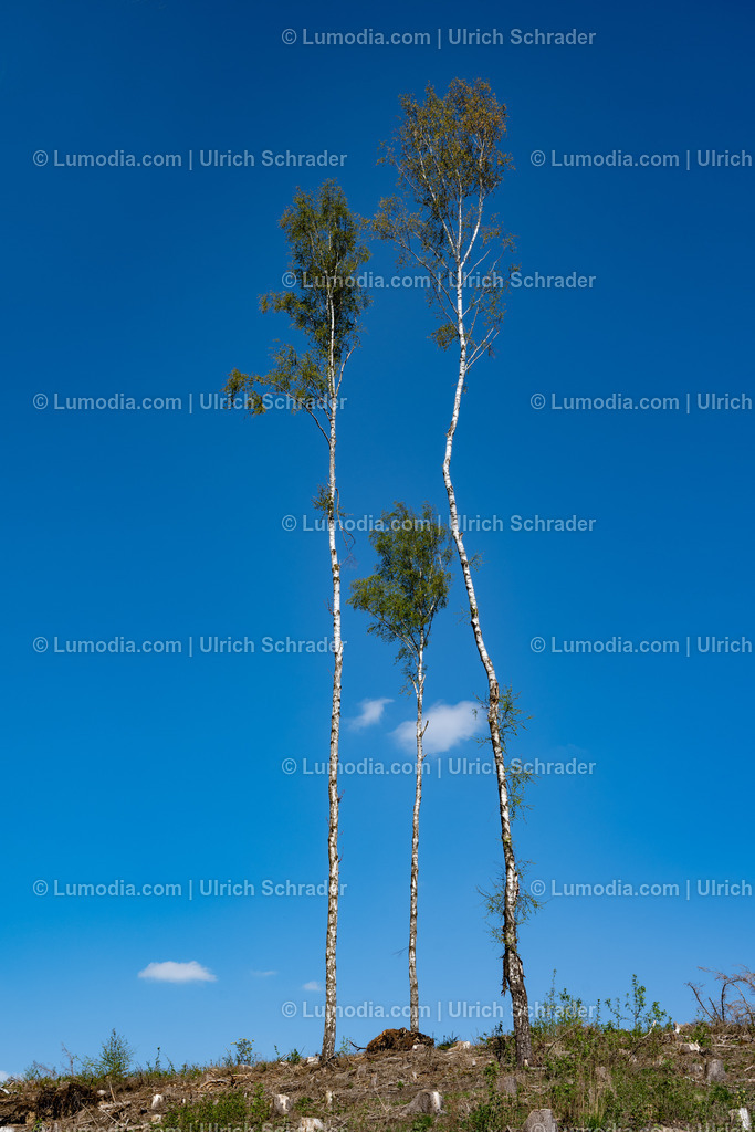 10049-12830 - Im Unterharz bei Strassberg | Stockfoto und Bilderpool mit Bildmaterial aus Deutschland, dem Harz, Halberstadt, Quedlinburg, Wernigerode und weltweit. Qualitativ hochwertige und professionelle Fotos anschauen und kaufen. - Realisiert mit Pictrs.com